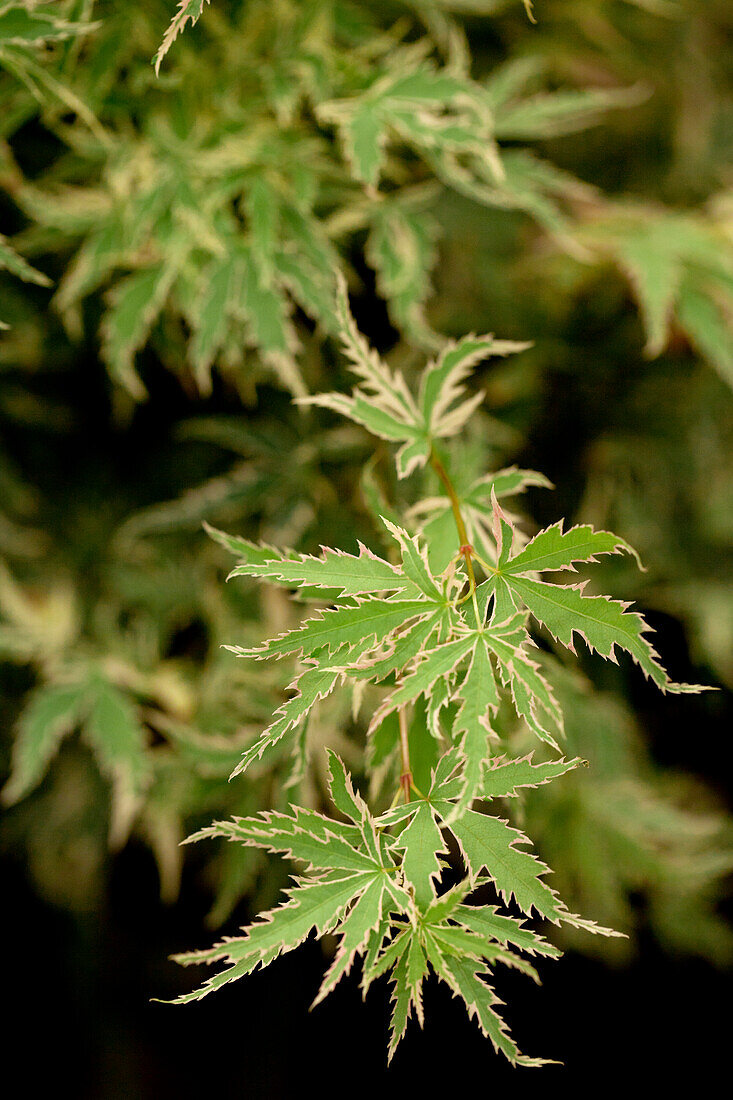 Acer palmatum 'Butterfly'