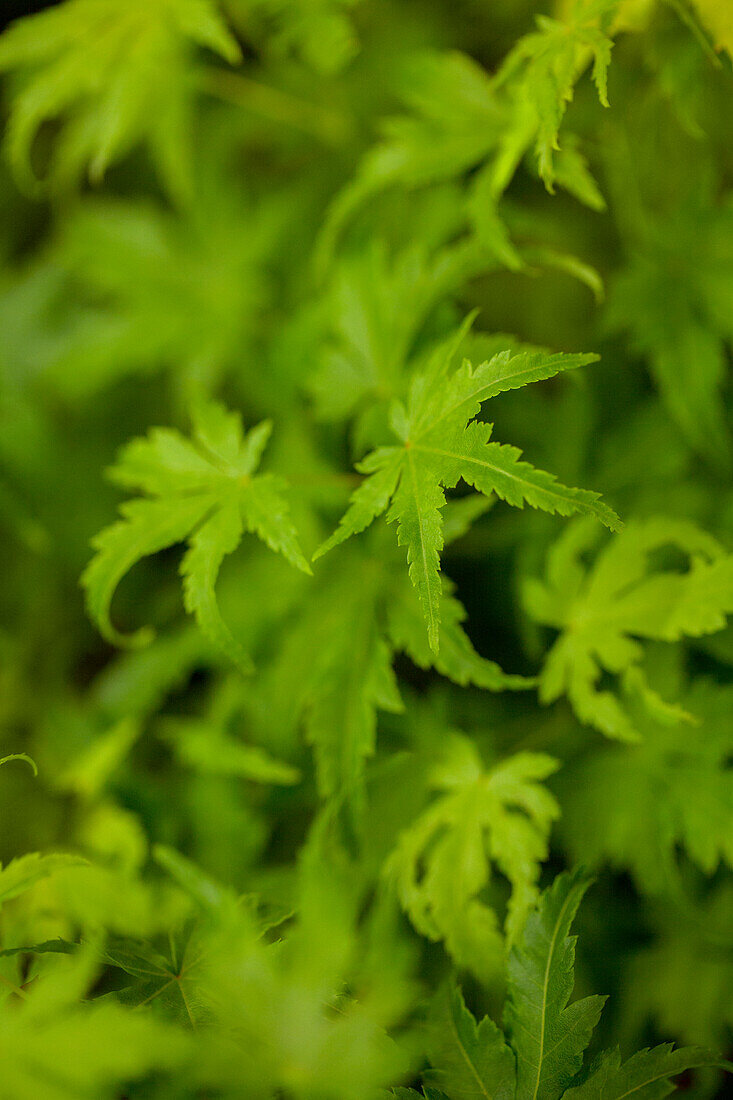 Acer palmatum 'Going Green'