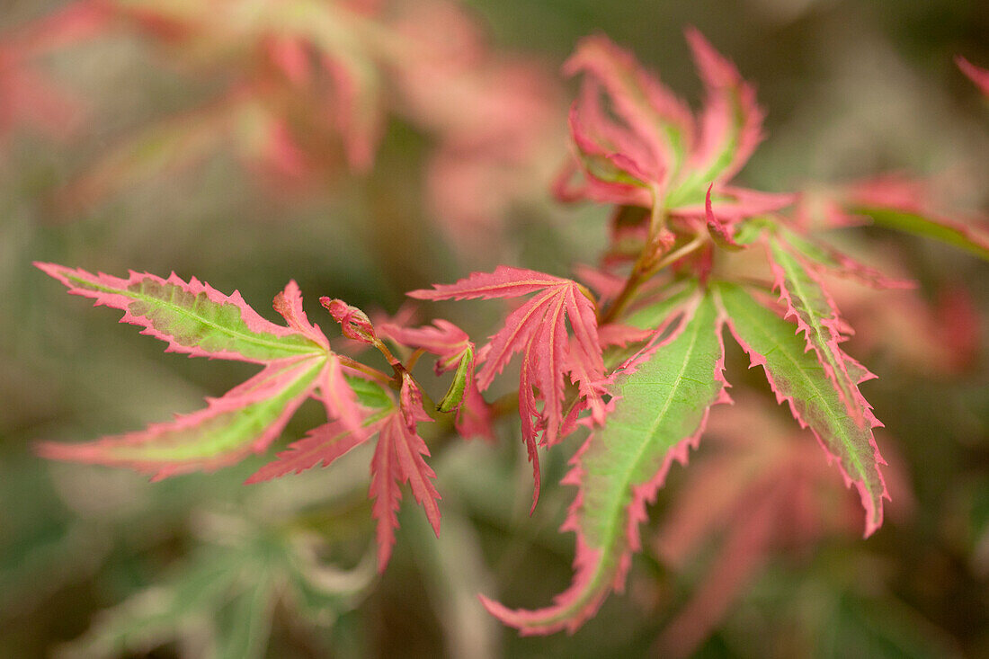 Acer palmatum 'Marlo'(s)