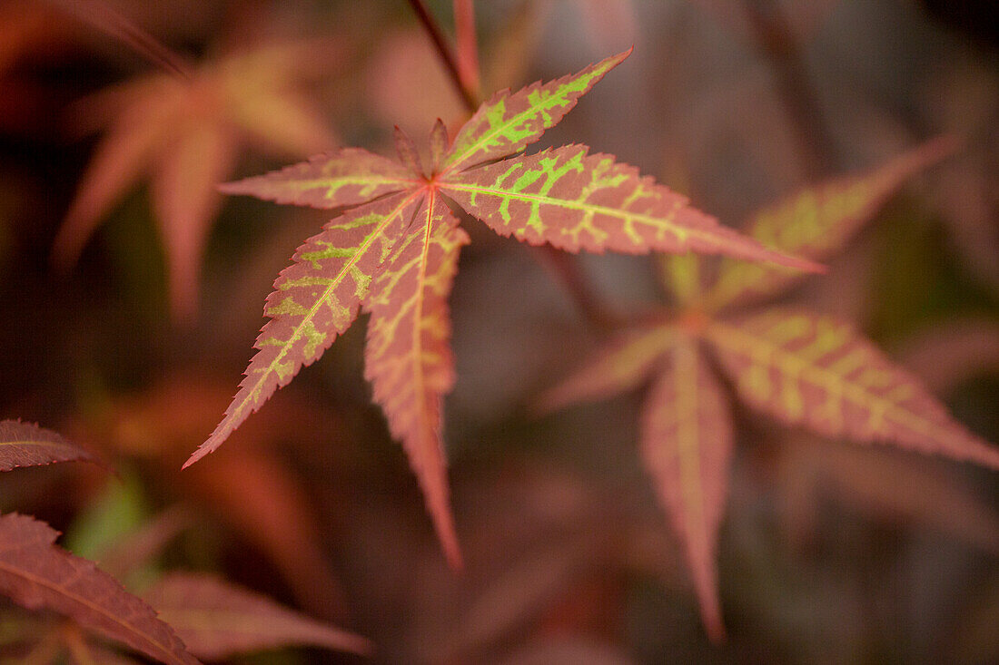 Acer palmatum 'Atropurpureum'