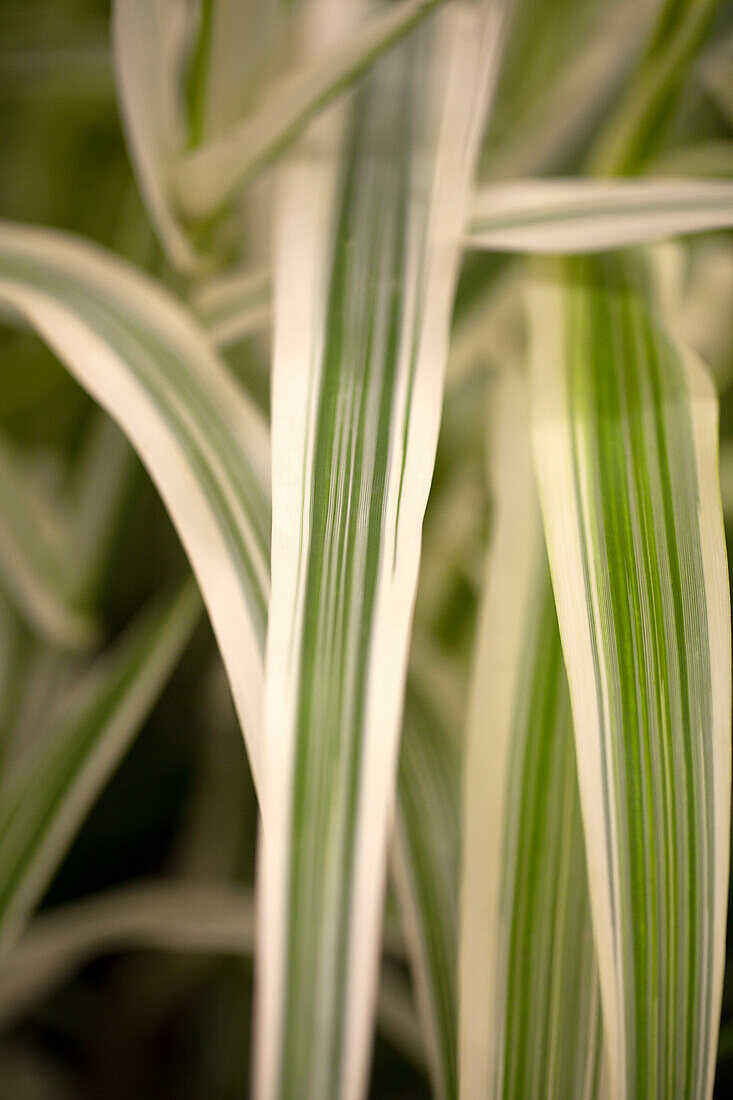 Arundo donax 'Variegata'