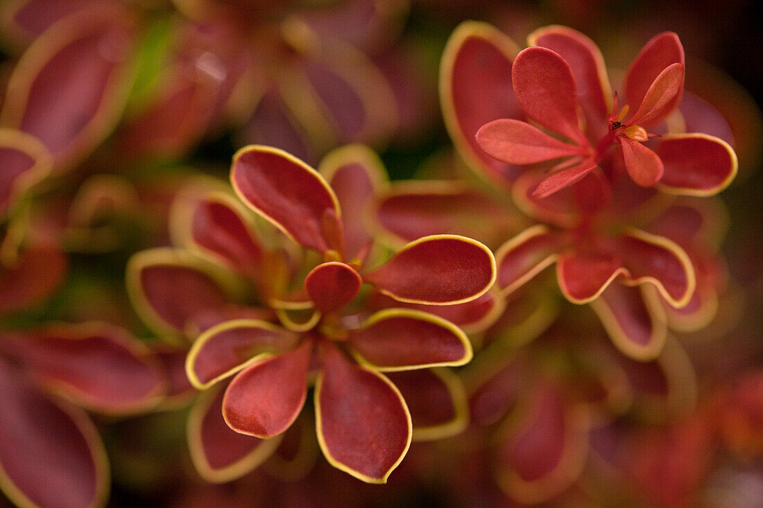 Berberis thunbergii 'Admiration'®