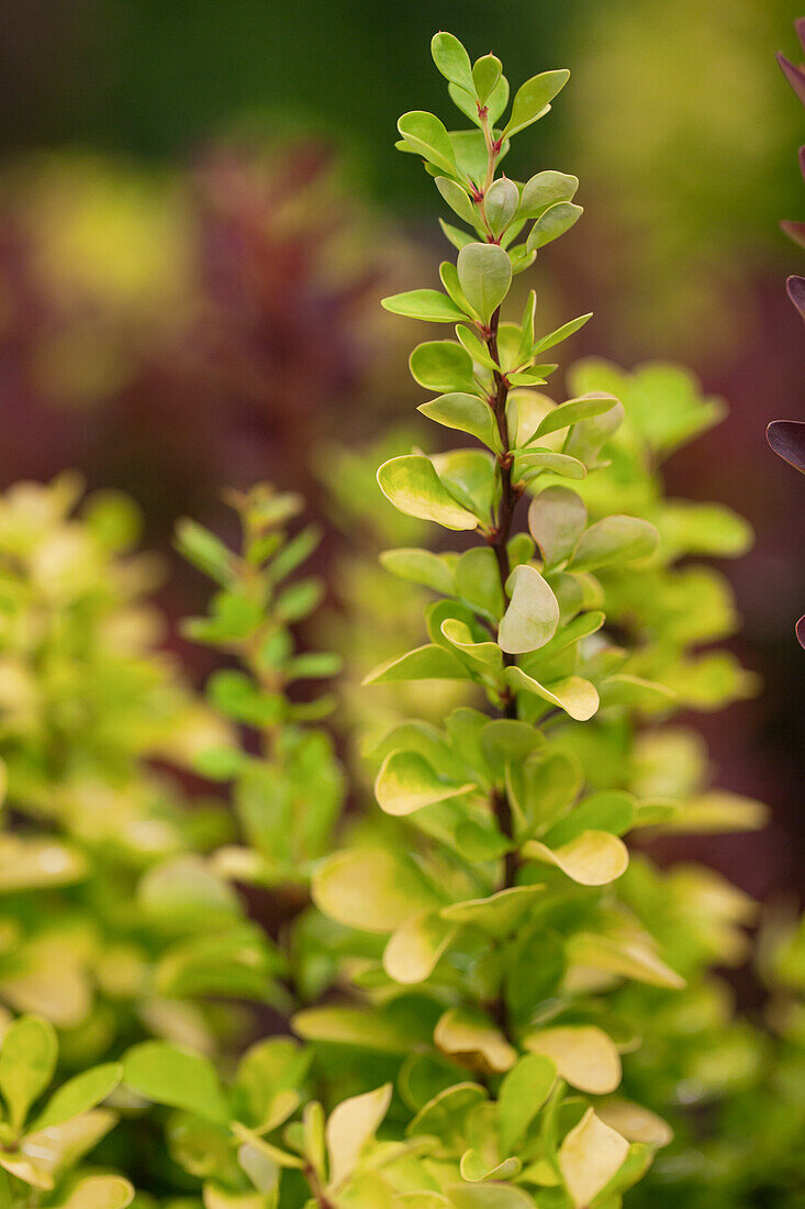 Berberis thunbergii 'Golden Rocket'