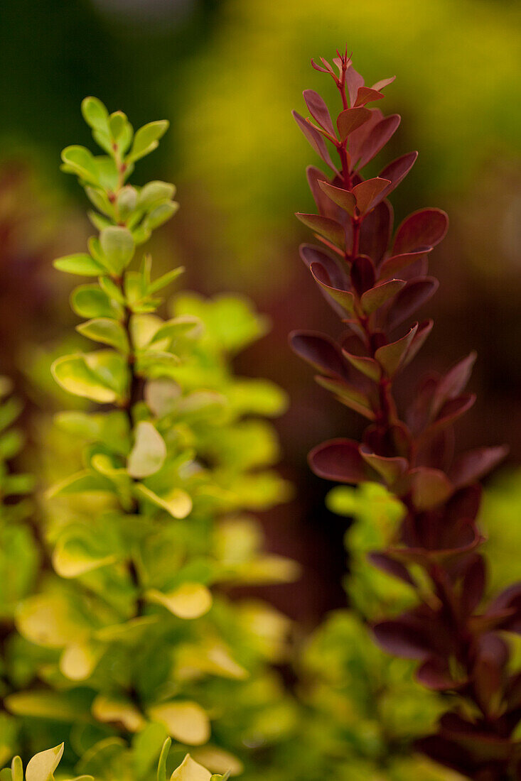 Berberis thunbergii 'Red Rocket'