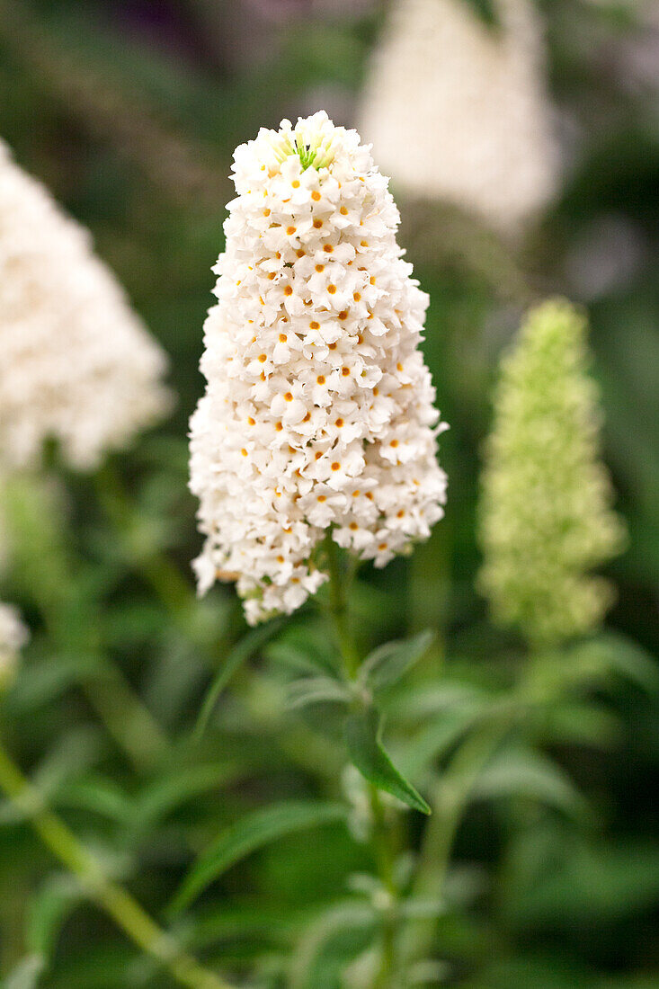 Buddleja 'Summer Kids'®