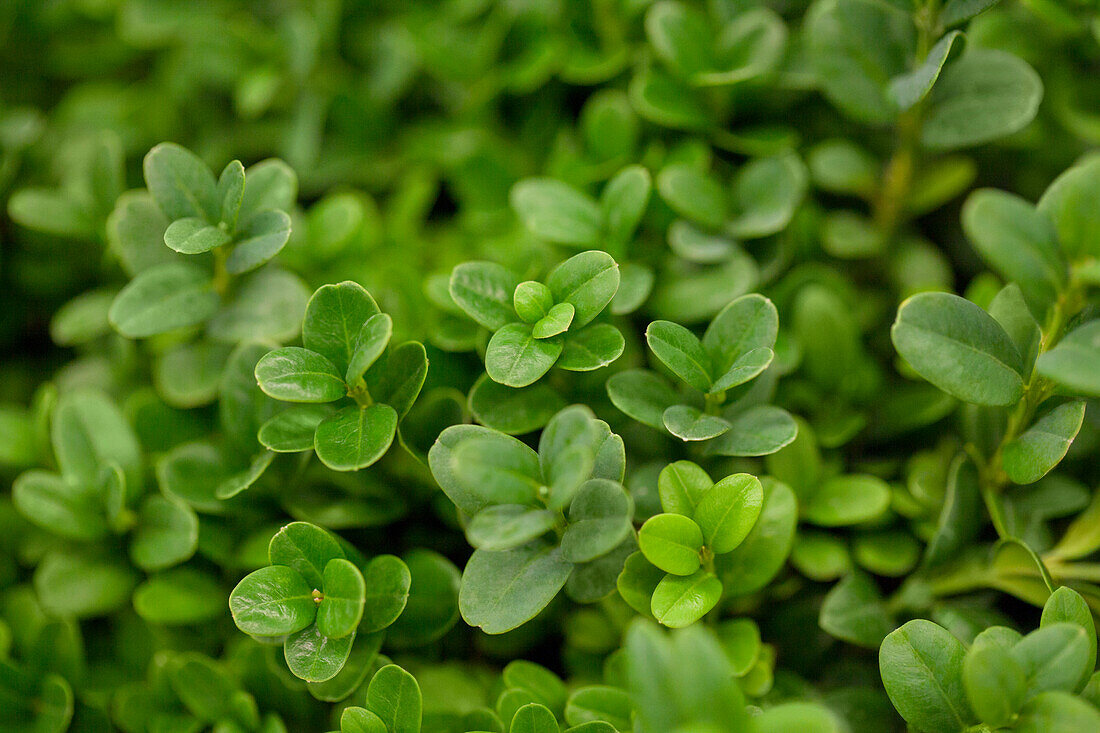 Buxus sempervirens 'Blauer Heinz' (Blue Heinz)