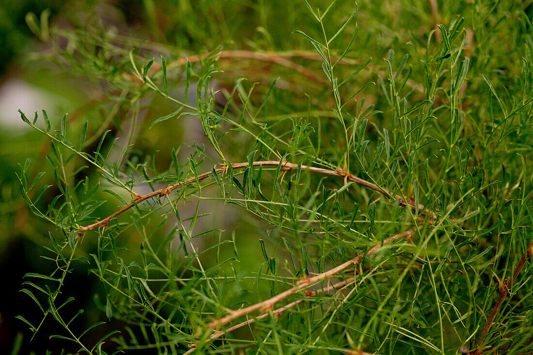 Caragana arborescens Walker