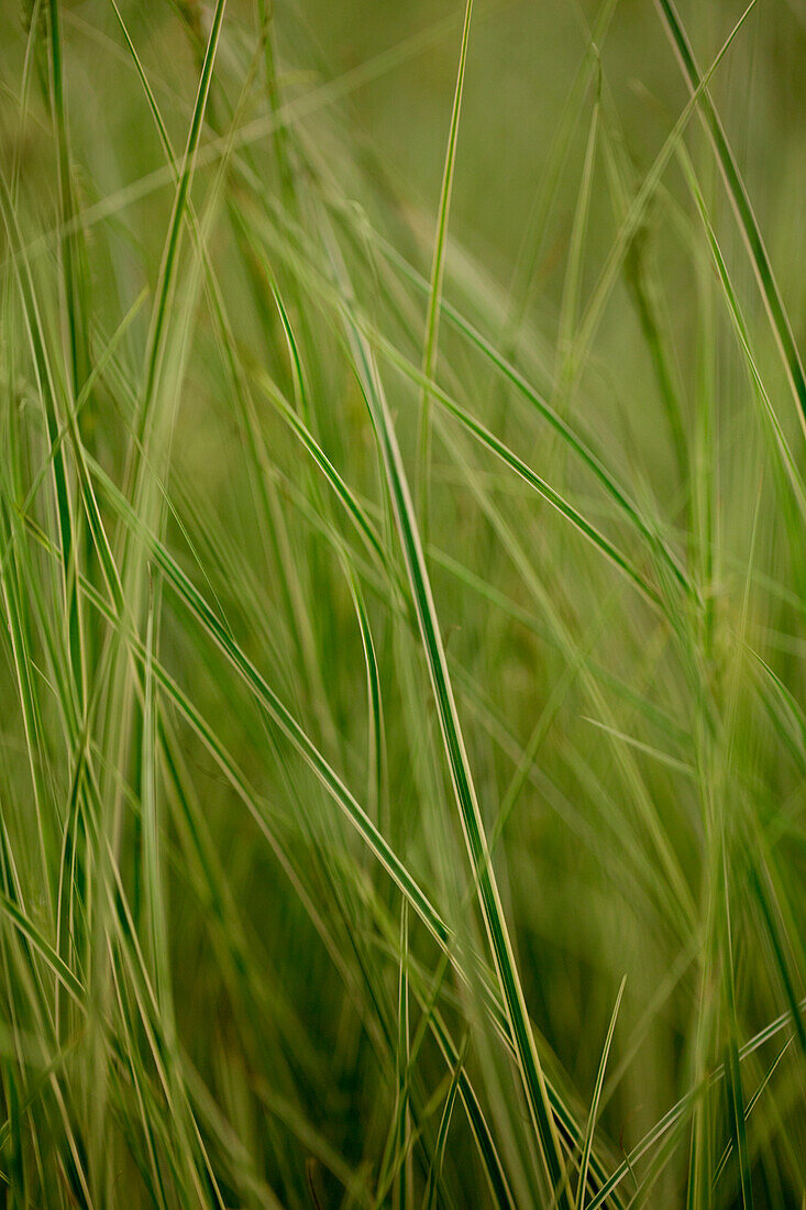 Carex brunnea 'Jubilo'