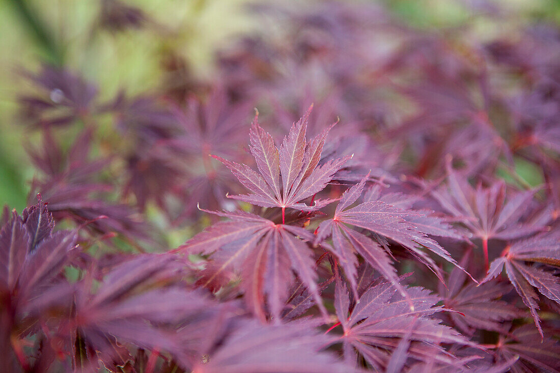 Acer palmatum Sherwood Flame