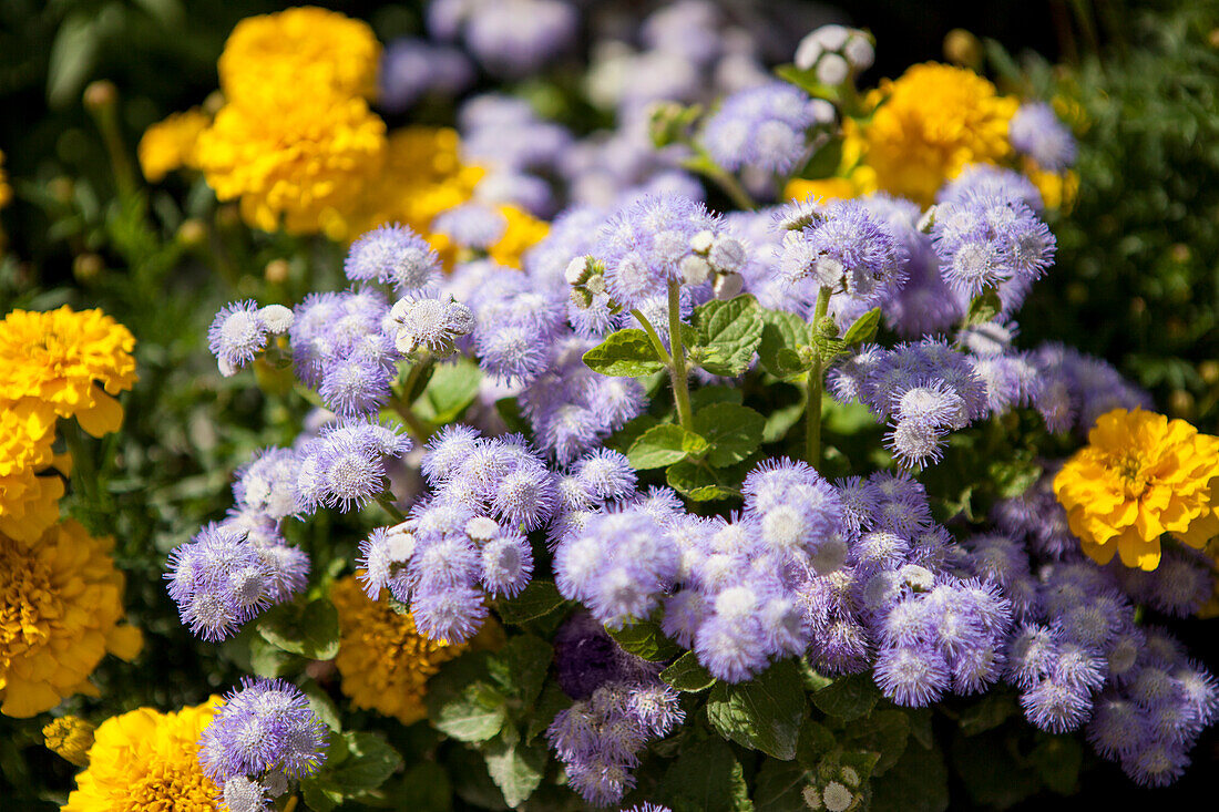 Ageratum houstonianum 'Ariella Power Bicolor'