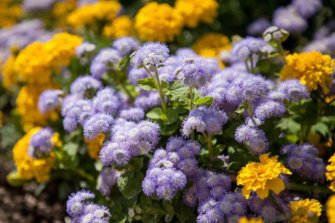 Ageratum houstonianum 'Ariella Power Bicolor'