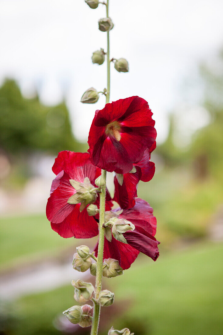 Alcea rosea, rot