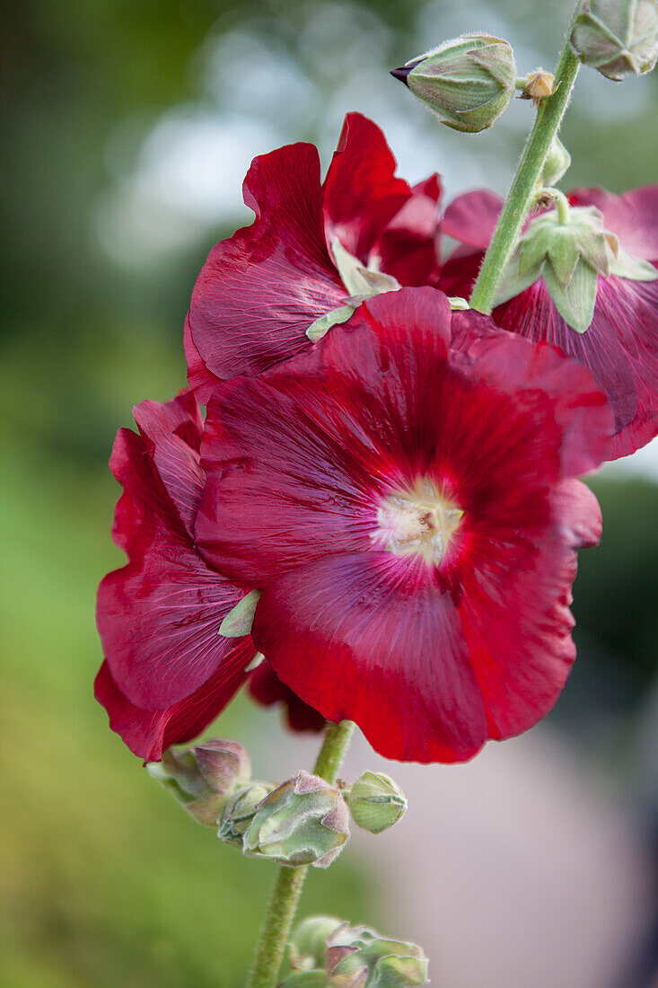 Alcea rosea, rot