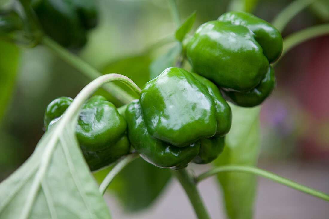 Capsicum annuum