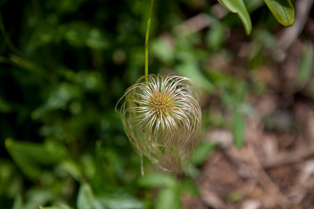 Clematis tangutica