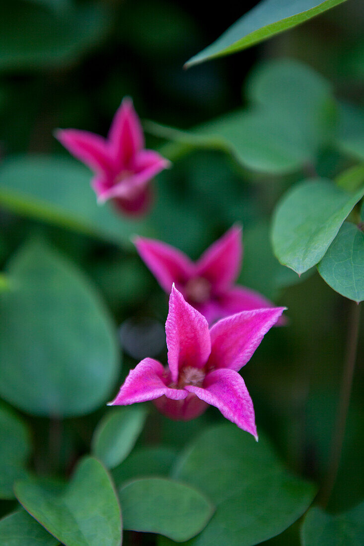 Clematis texensis 'Princess Diana'