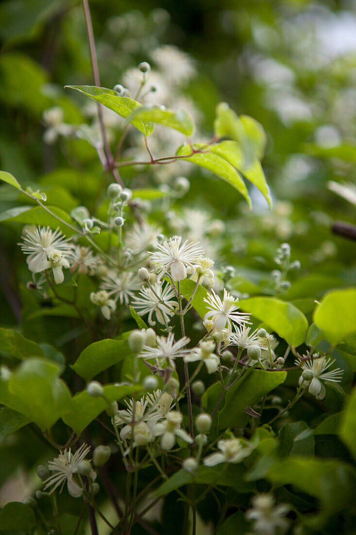 Clematis vitalba