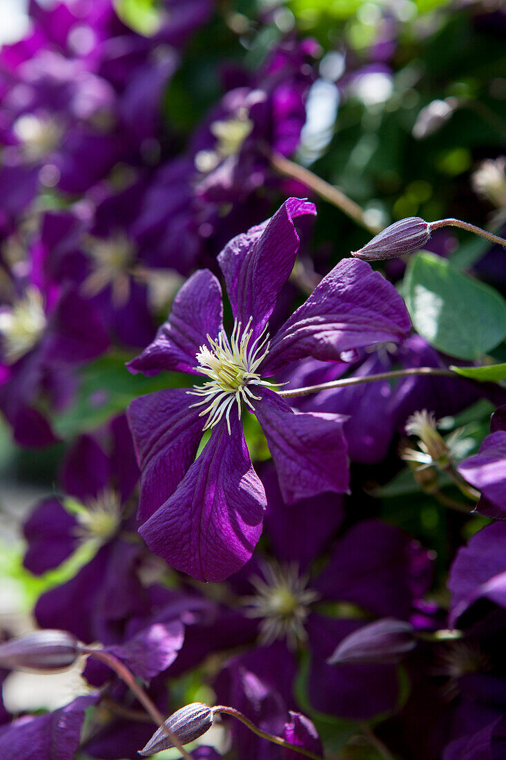 Clematis viticella 'Etoile Violette'