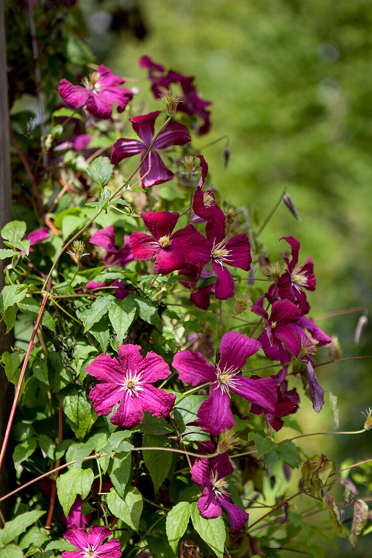 Clematis viticella Madame Julia Correvon