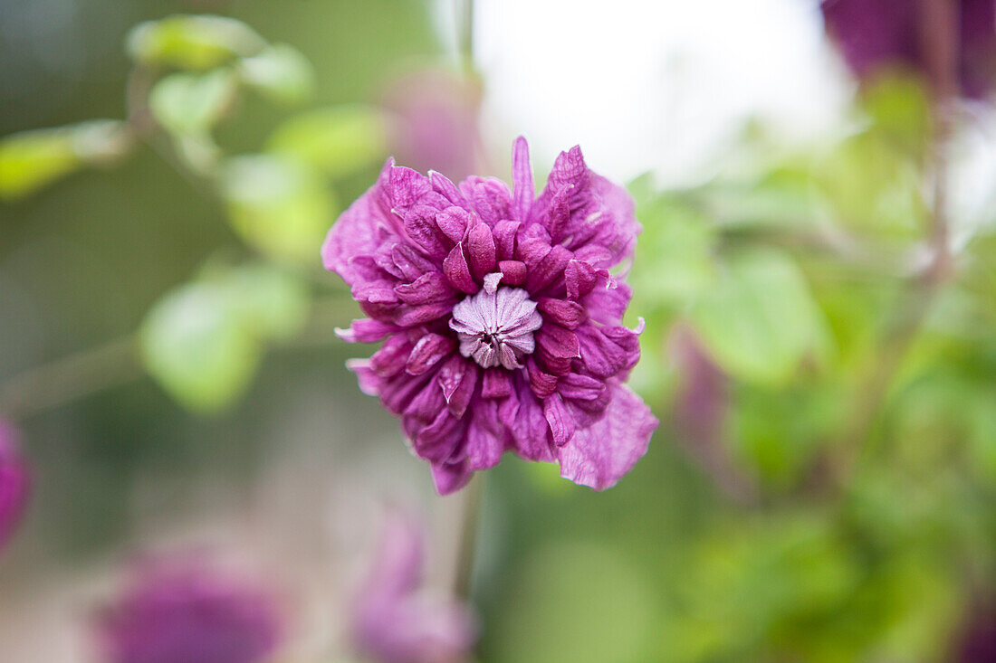 Clematis viticella 'Purpurea Plena Elegans'