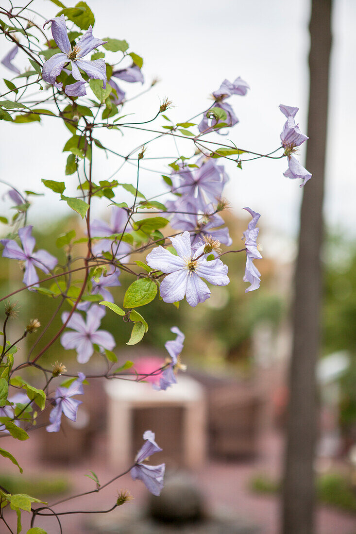 Clematis viticella 'Prince Charles'