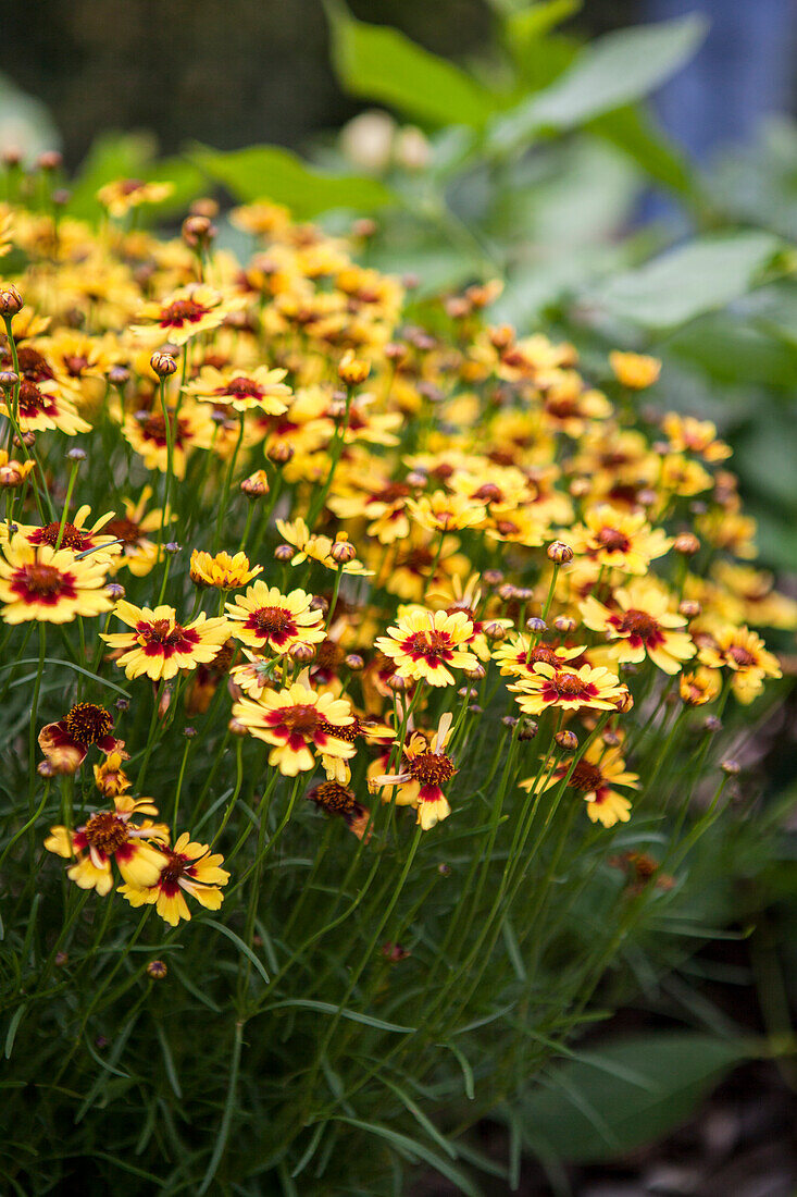 Coreopsis 'Pineapple Pie'(s)