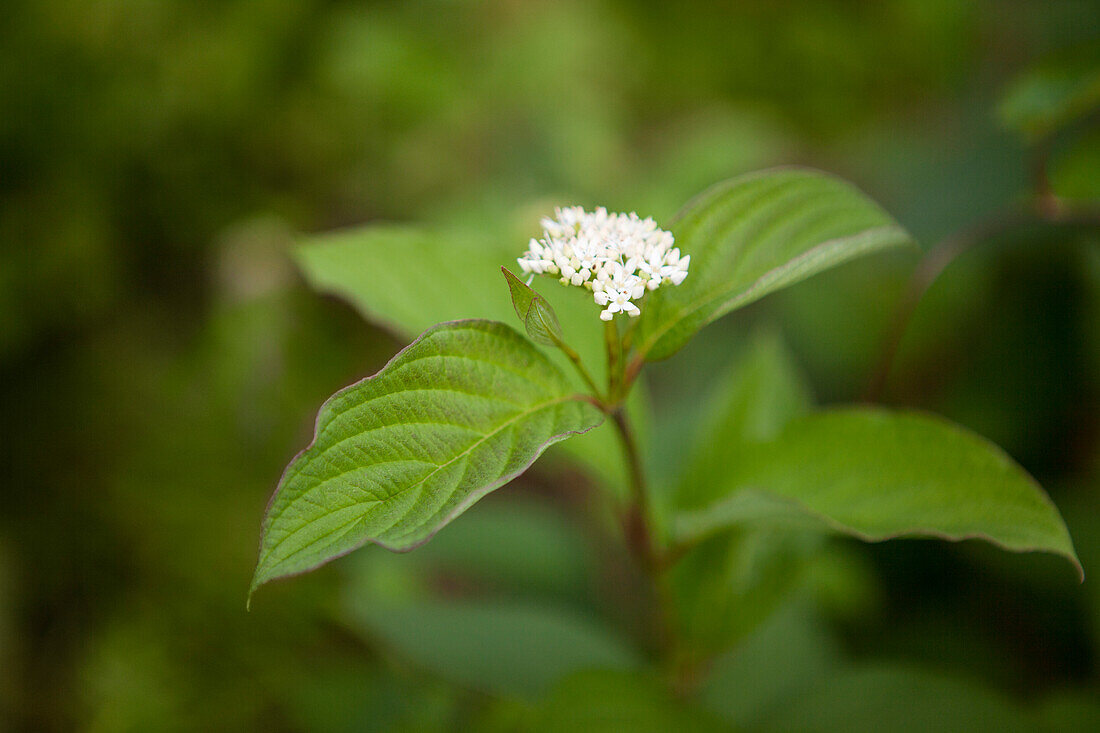 Cornus alba 'Sibirica'