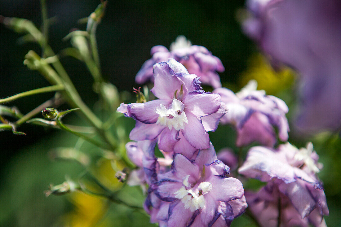 Delphinium