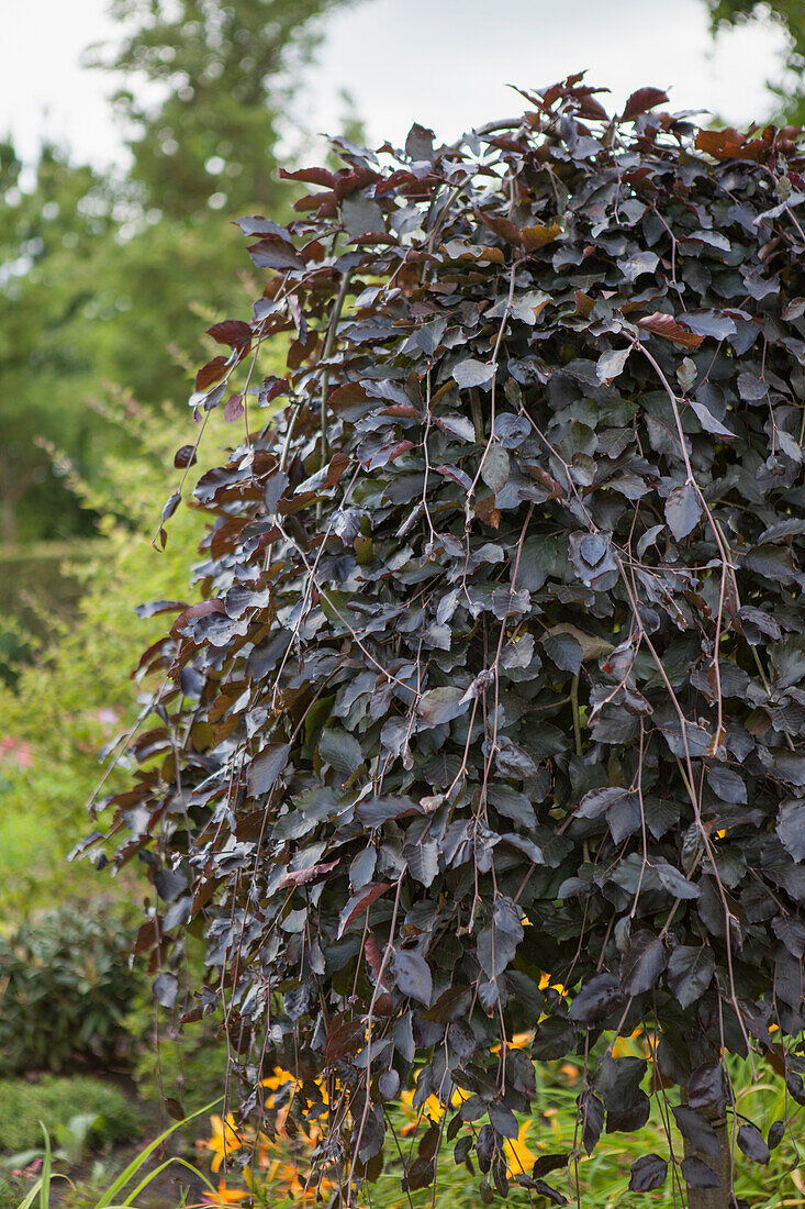 Fagus sylvatica 'Purpurea Pendula'