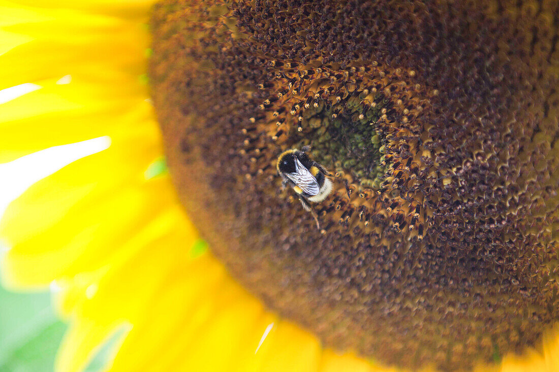 Helianthus annuus