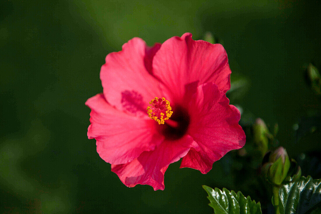 Hibiscus rosa-sinensis