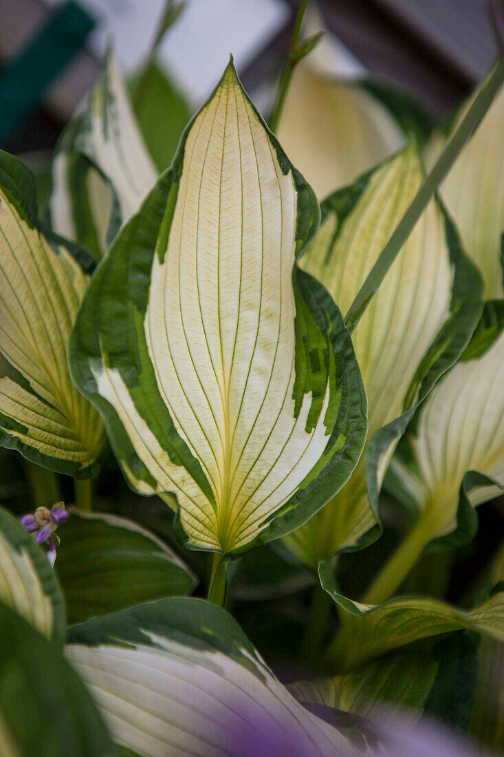 Hosta