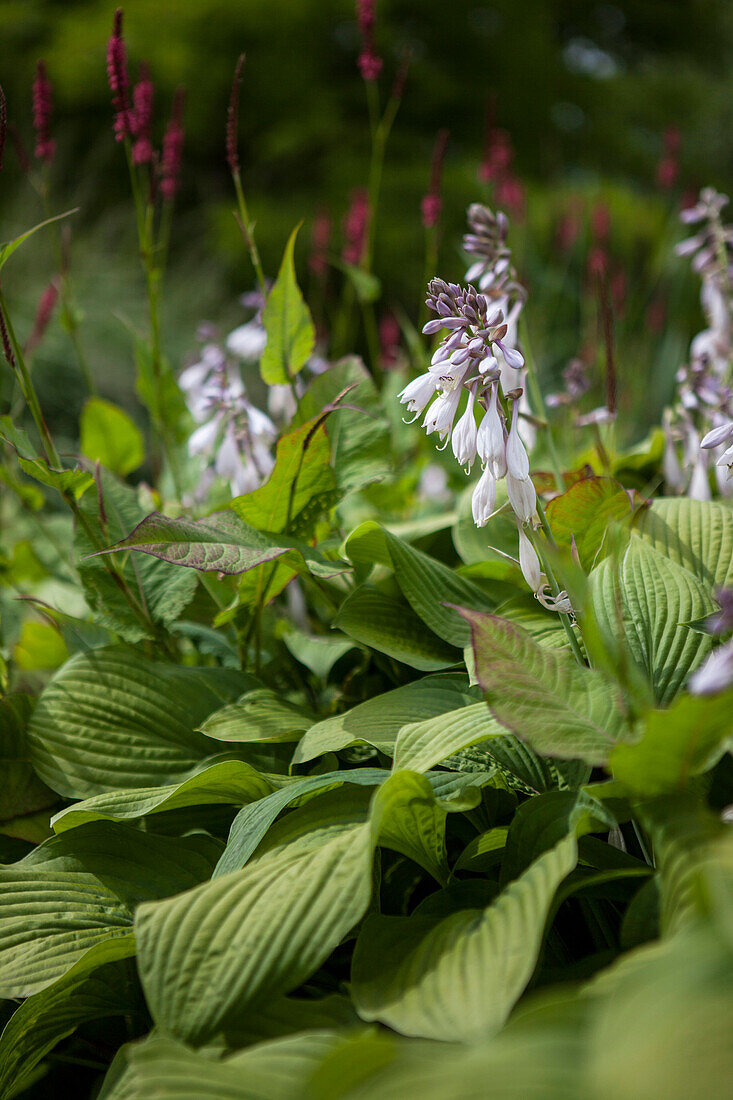 Hosta x fortunei 'Stenantha'