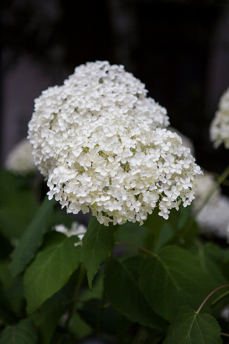 Hydrangea arborescens