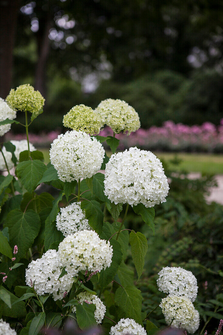 Hydrangea arborescens