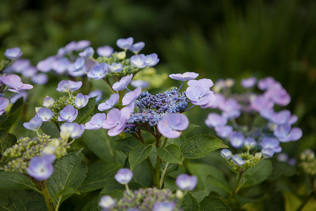 Hydrangea macrophylla, blue plate flowers