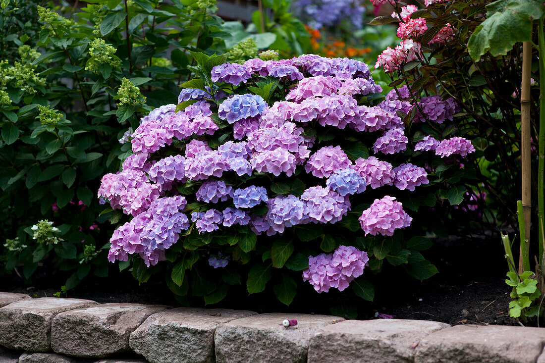 Hydrangea macrophylla, blue