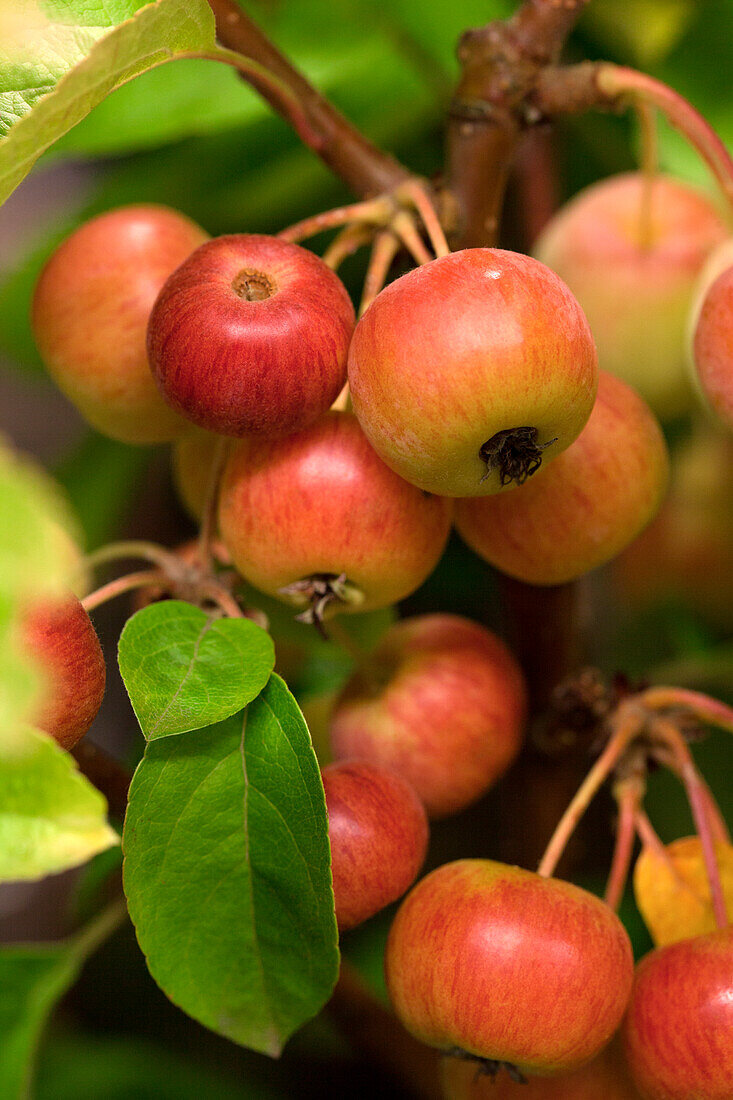 Malus 'Evereste'®