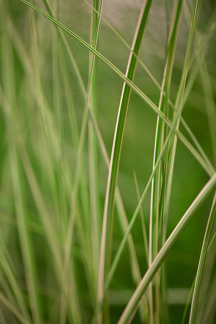 Miscanthus sinensis 'Little Silver Spider'