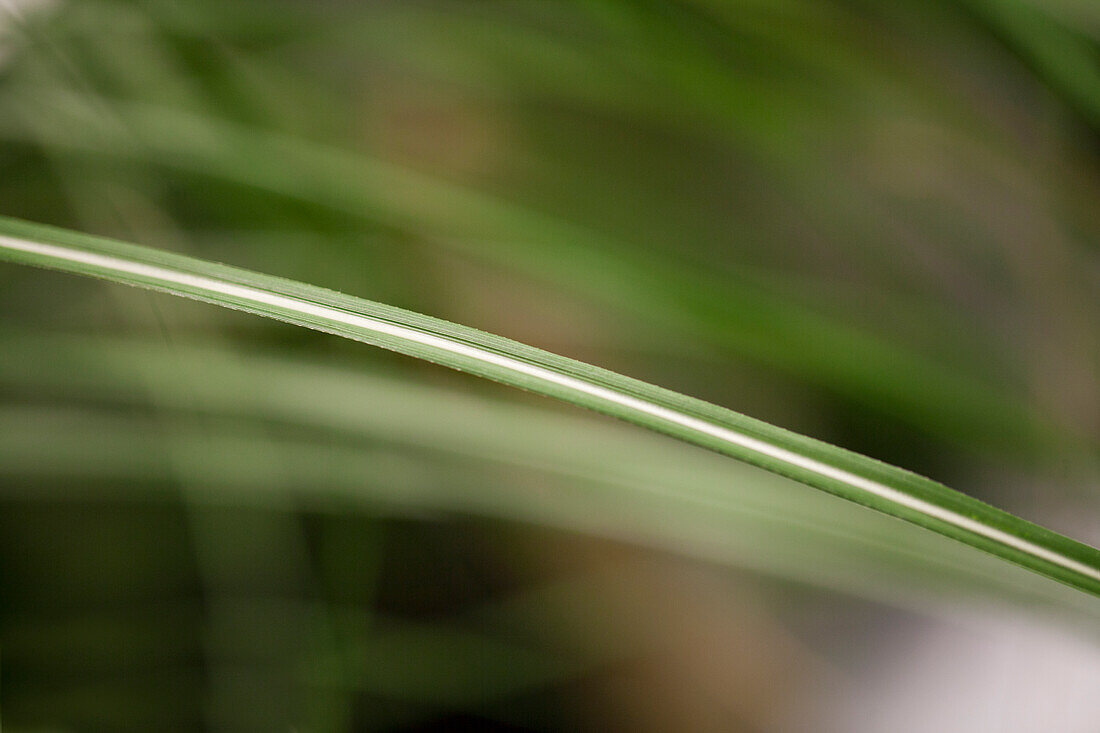 Miscanthus sinensis 'Malepartus'