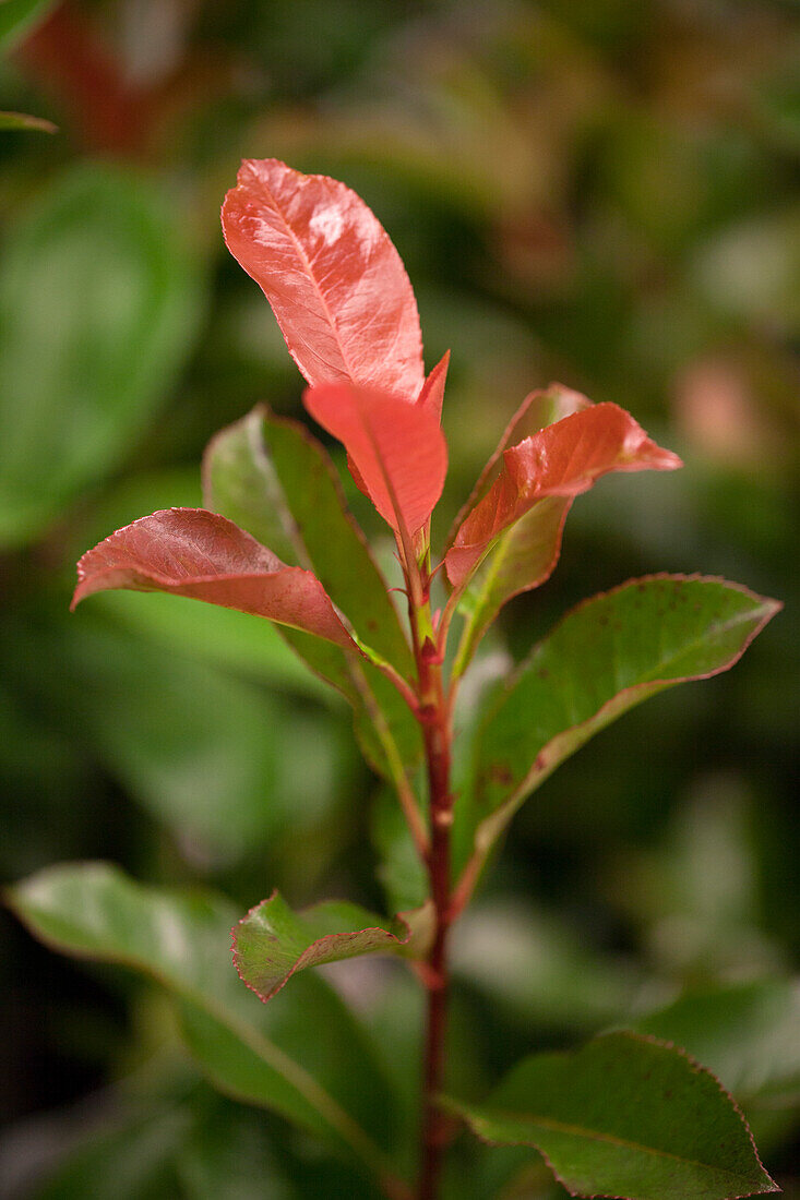 Photinia fraseri 'Robusta Compacta'