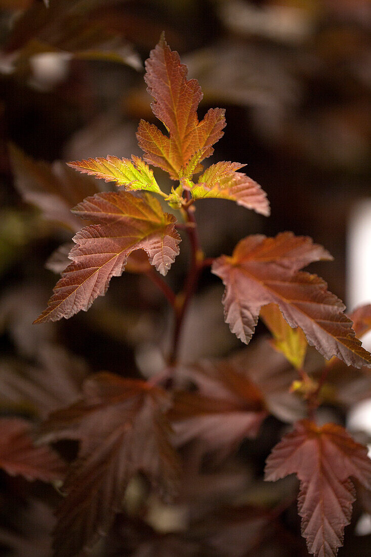 Physocarpus opulifolius 'Diable d'Or'®