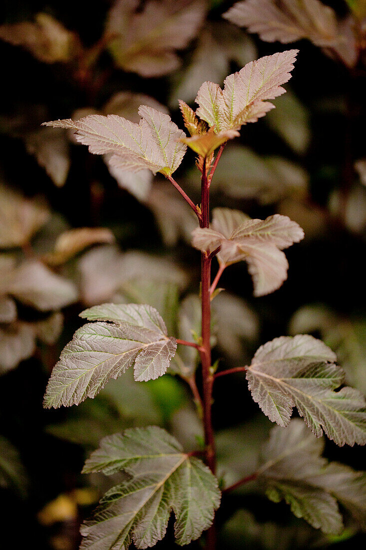 Physocarpus opulifolius 'Diabolo'®