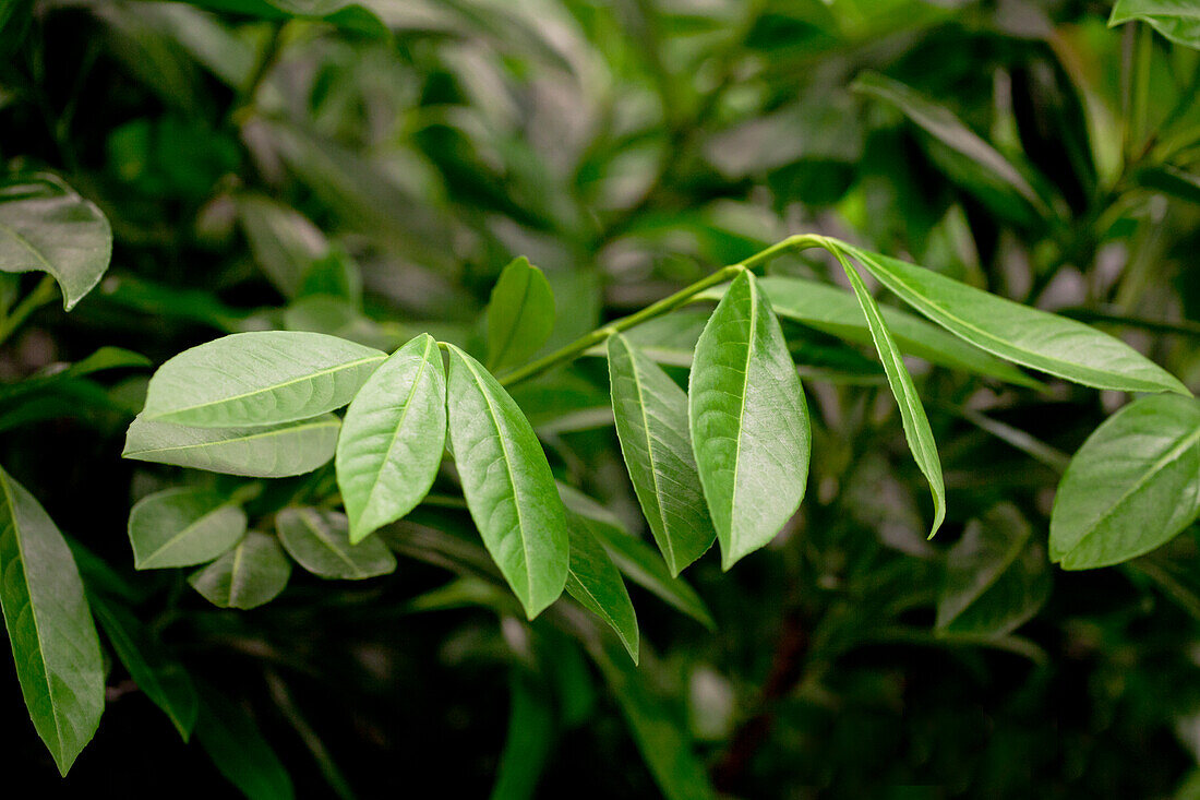 Prunus laurocerasus 'Greenpeace'