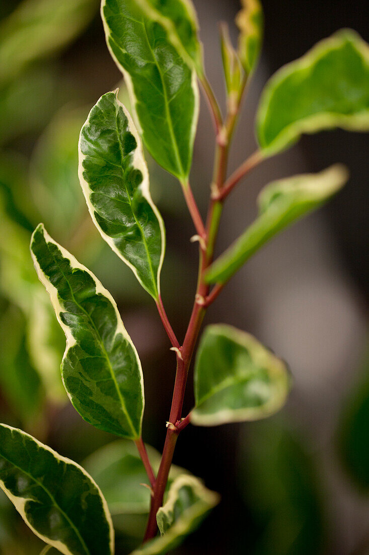 Prunus lusitanica 'Variegata'