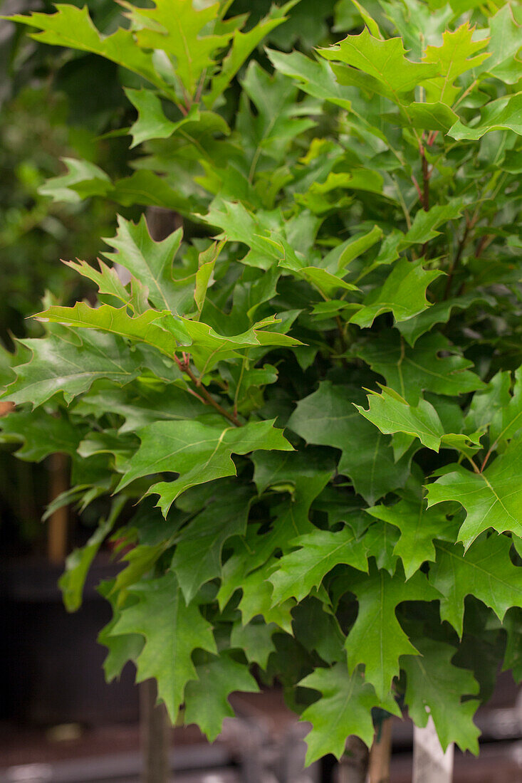 Quercus palustris Green Dwarf