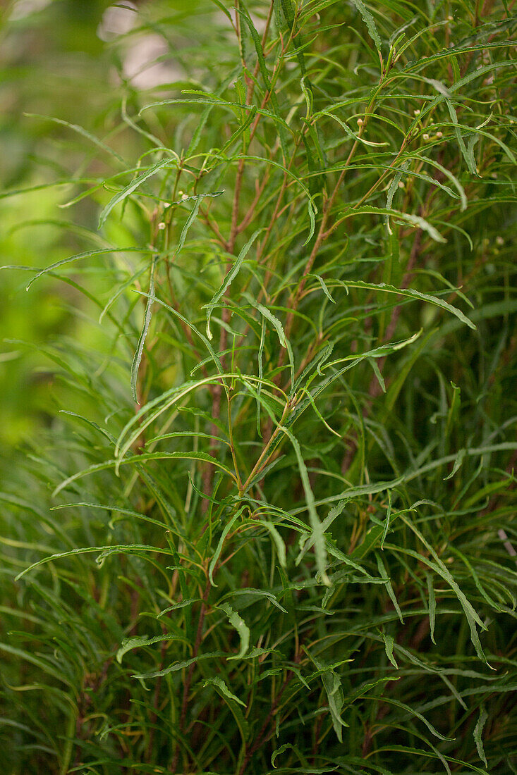 Rhamnus frangula