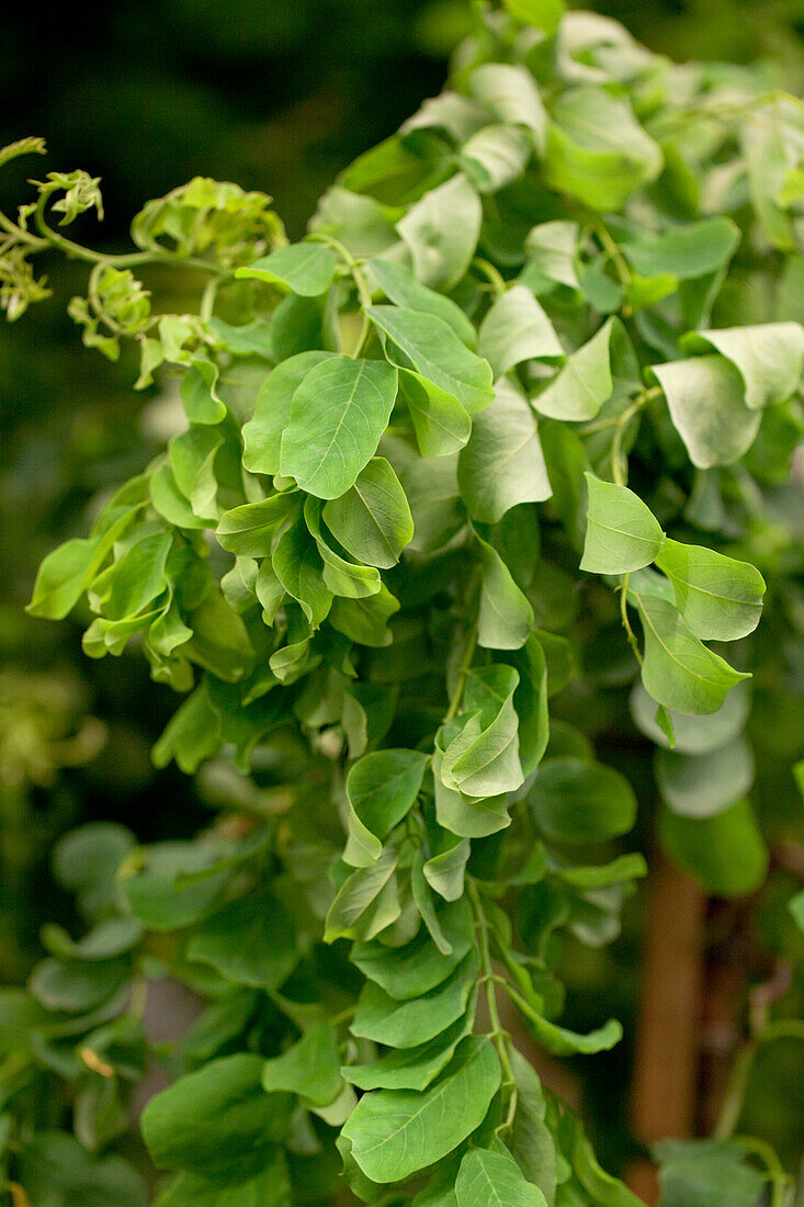 Robinia pseudoacacia 'Twisty Baby'®