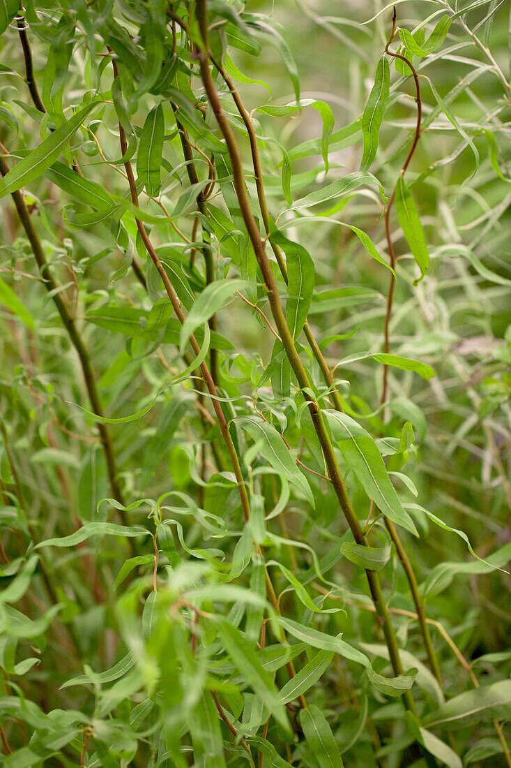 Salix matsudana 'Tortuosa'