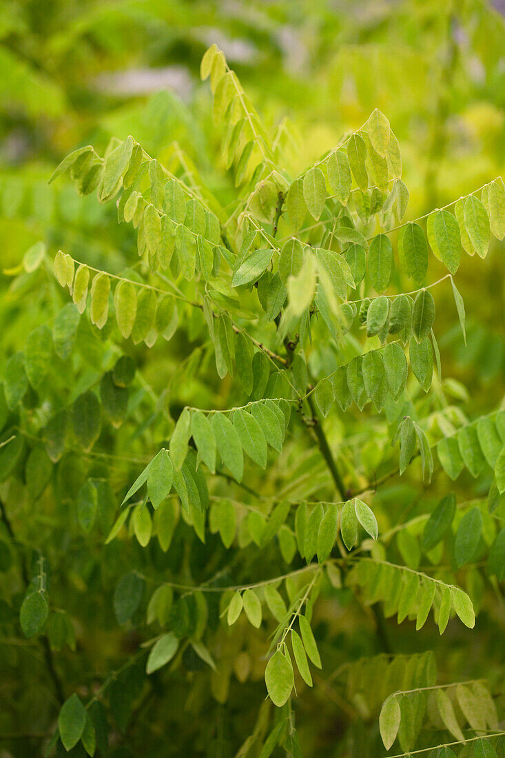 Sophora japonica 'Flaviramea'